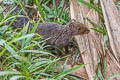 Red-cheeked Squirrel Dremomys rufigenis