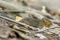 Red-cheeked Squirrel Dremomys rufigenis