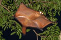 Red Giant Flying Squirrel Petaurista petaurista (Common Giant Flying Squirrel)