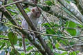 Rhesus Macaque Macaca mulatta (Rhesus Monkey)