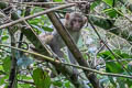 Rhesus Macaque Macaca Rhesus Macaque Macaca mulatta (Rhesus Monkey)