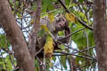 Rhesus Macaque Macaca mulatta (Rhesus Monkey)