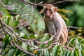 Rhesus Macaque Macaca mulatta (Rhesus Monkey)