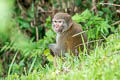 Rhesus Macaque Macaca mulatta (Rhesus Monkey)