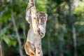 Rhesus Macaque Macaca mulatta (Rhesus Monkey)