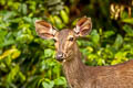 Sambar Deer Rusa unicolor