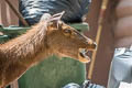 Sambar Deer Rusa unicolor