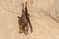 Hipposideros lylei