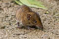 Short-tailed Gymnure Hylomys suillus