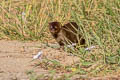 Small Asian Mongoose Urva javanicus (Javan Mongoose)