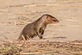 Small Asian Mongoose Urva javanicus (Javan Mongoose)