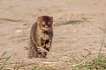 Small Asian Mongoose Urva javanicus (Javan Mongoose)