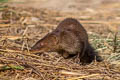 Small Asian Mongoose Urva javanicus (Javan Mongoose)