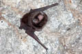 Small Bent-winged Bat Miniopterus pusillus