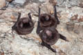 Small Bent-winged Bat Miniopterus pusillus