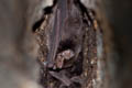 Small Bent-winged Bat Miniopterus pusillus
