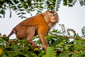 Southern Pig-tailed Macaque Macaca nemestrina