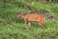 Southern Red Muntjak Muntiacus muntjak (Barking Deer)