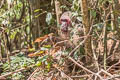 Stump-tailed Macaque Macaca arctoides