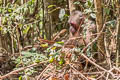 Stump-tailed Macaque Macaca arctoides