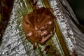 Sunda Short-nosed Fruit Bat Cynopterus brachyotis