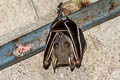 Sunda Short-nosed Fruit Bat Cynopterus brachyotis