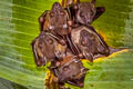 Sunda Short-nosed Fruit Bat Cynopterus brachyotis
