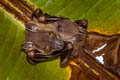 Sunda Short-nosed Fruit Bat Cynopterus brachyotis