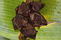 Sunda Short-nosed Fruit Bat Cynopterus brachyotis
