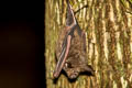 Thai Horseshoe Bat Rhinolophus thailandensis