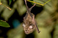 Thai Horseshoe Bat Rhinolophus thailandensis