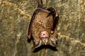 Thai Horseshoe Bat Rhinolophus thailandensis