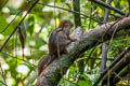 Three-striped Ground Squirrel Lariscus insignis