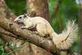 Variable Squirrel Callosciurus finlaysonii (Finlayson's Squirrel)