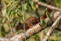 Variable Squirrel Callosciurus finlaysonii (Finlayson's Squirrel)