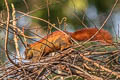 Variable Squirrel Callosciurus finlaysonii (Finlayson's Squirrel)