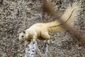 Variable Squirrel Callosciurus finlaysonii (Finlayson's Squirrel)