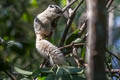 Variable Squirrel Callosciurus finlaysonii (Finlayson's Squirrel)