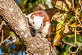 Variable Squirrel Callosciurus finlaysonii (Finlayson's Squirrel)