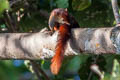 Variable Squirrel Callosciurus finlaysonii (Finlayson's Squirrel)