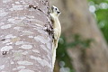 Variable Squirrel Callosciurus finlaysonii (Finlayson's Squirrel)