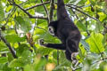 White-handed Gibbon Hylobates lar (Lar Gibbon)