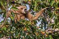 White-handed Gibbon Hylobates lar (Lar Gibbon)