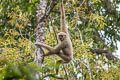 White-handed Gibbon Hylobates lar (Lar Gibbon)