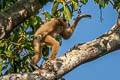 White-handed GWhite-handed Gibbon Hylobates lar (Lar Gibbon)ibbon