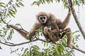 White-handed Gibbon Hylobates lar (Lar Gibbon)