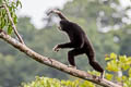 White-handed Gibbon Hylobates lar (Lar Gibbon)