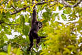 White-handed Gibbon Hylobates lar (Lar Gibbon)