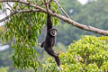 White-handed Gibbon Hylobates lar (Lar Gibbon)