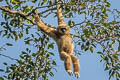White-handed Gibbon Hylobates lar (Lar Gibbon)